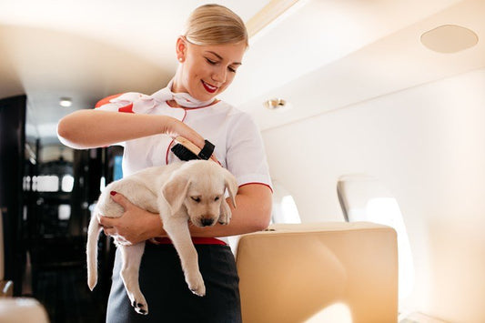 The New Standard for Modern Pet Parents